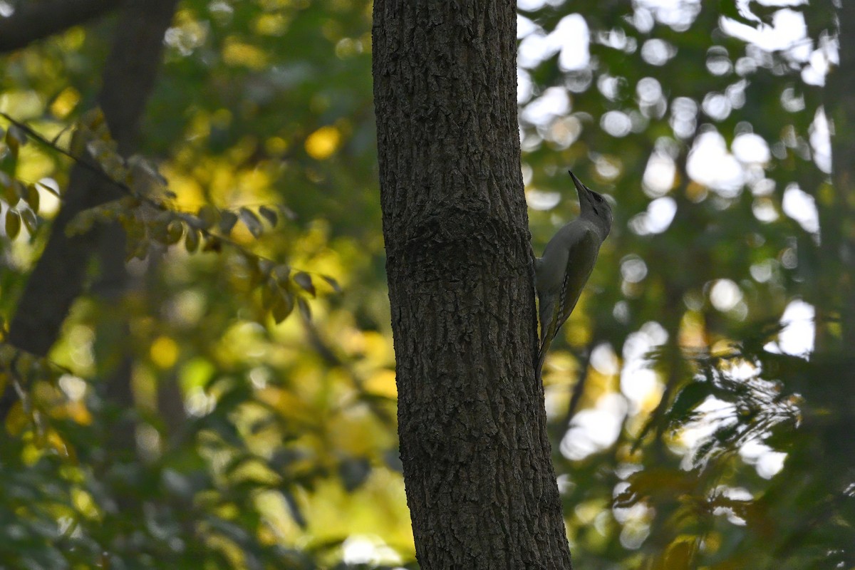 Pic cendré - ML644796331