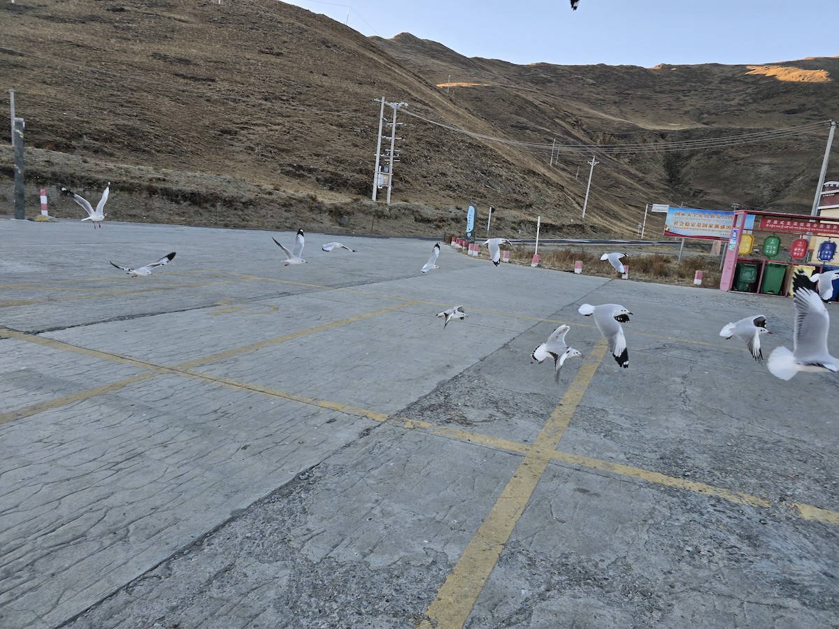 racek hnědohlavý - ML644796335