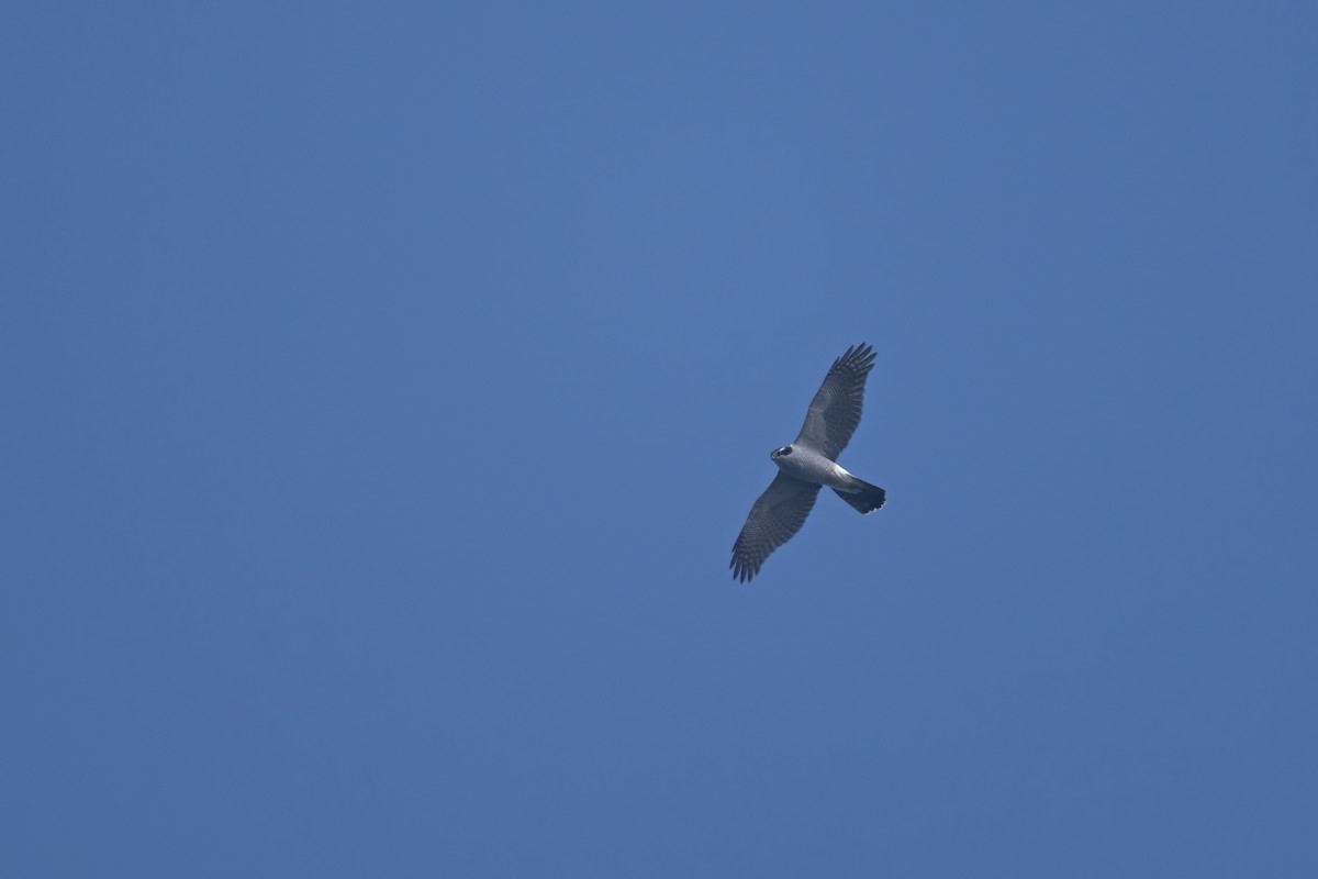 Eurasian Goshawk - ML644796356