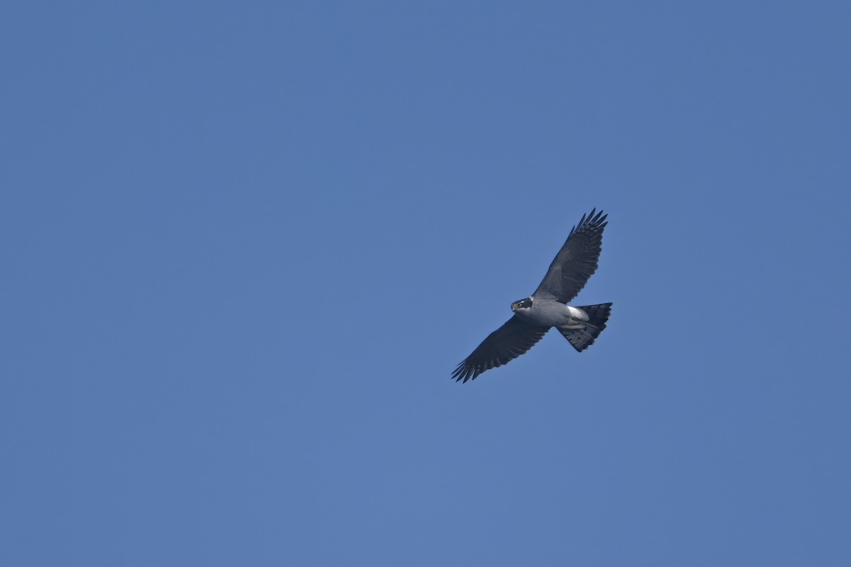 Eurasian Goshawk - ML644796374