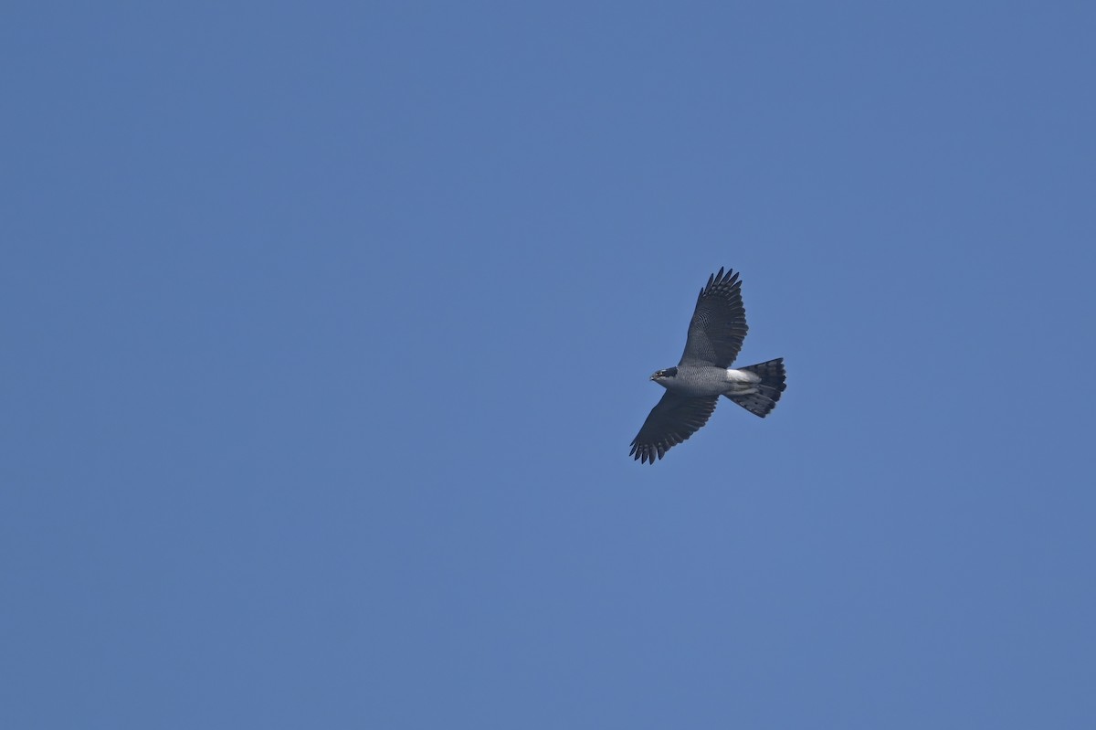 Eurasian Goshawk - ML644796375