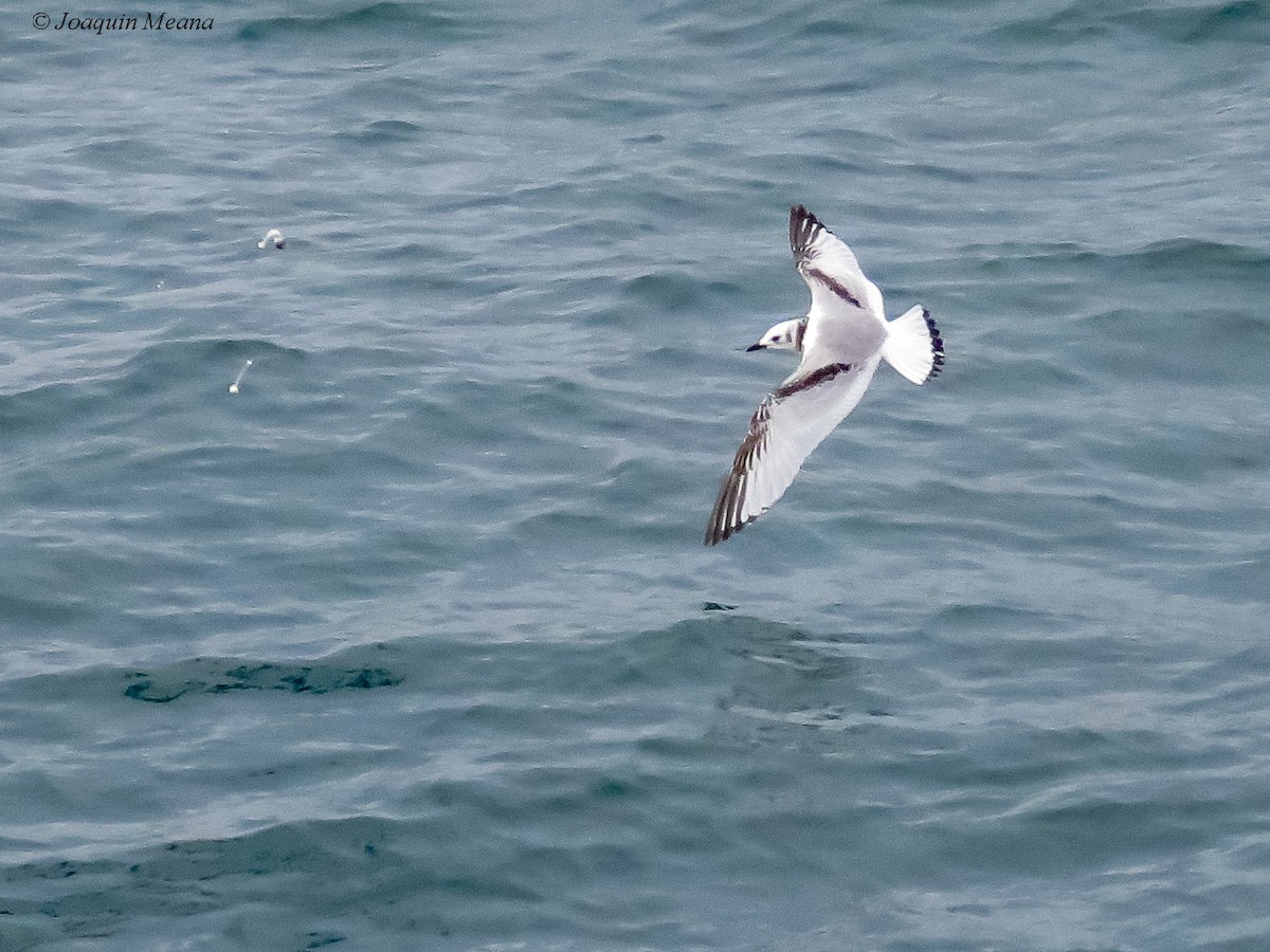 Kara Ayaklı Martı - ML644796380