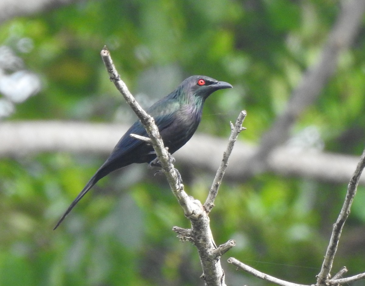 špaček lesklý - ML644796382