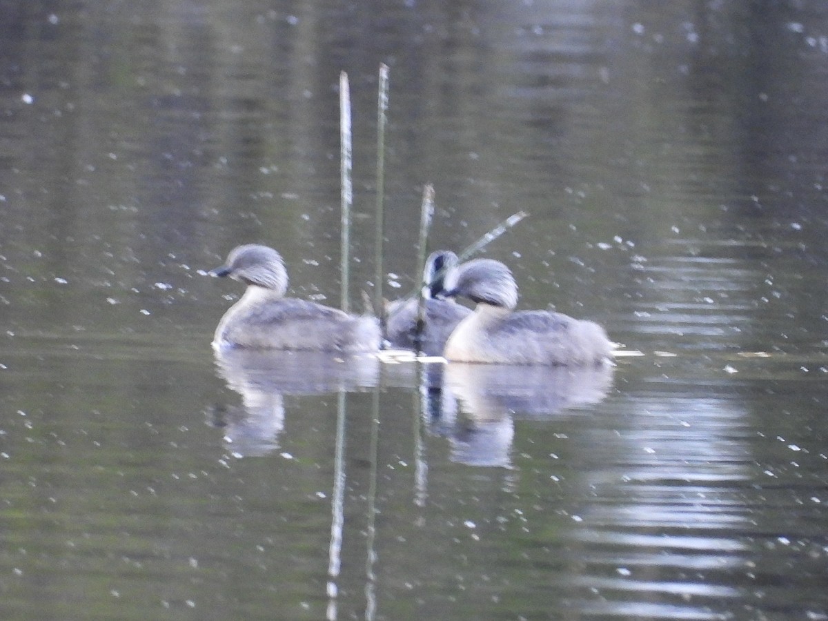 Zampullín Canoso - ML644796384