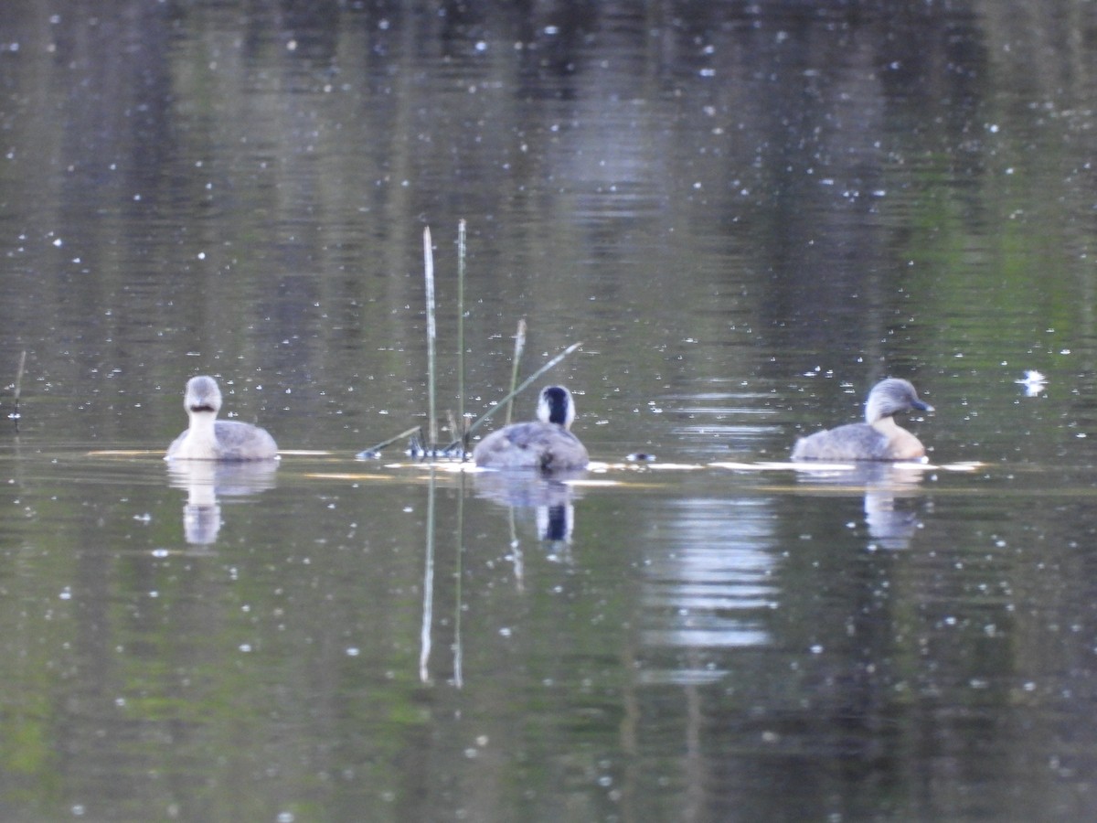 Zampullín Canoso - ML644796385
