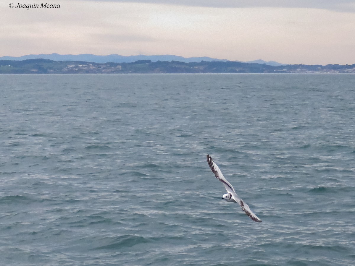 Kara Ayaklı Martı - ML644796387