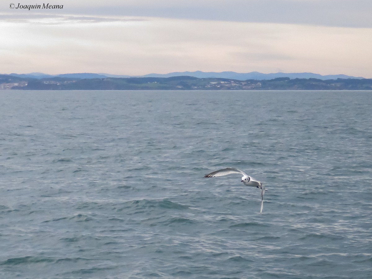 Kara Ayaklı Martı - ML644796389