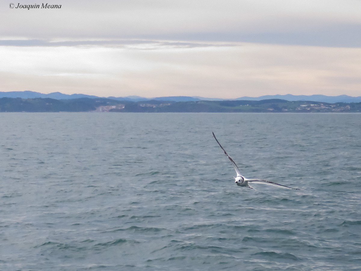 Kara Ayaklı Martı - ML644796390