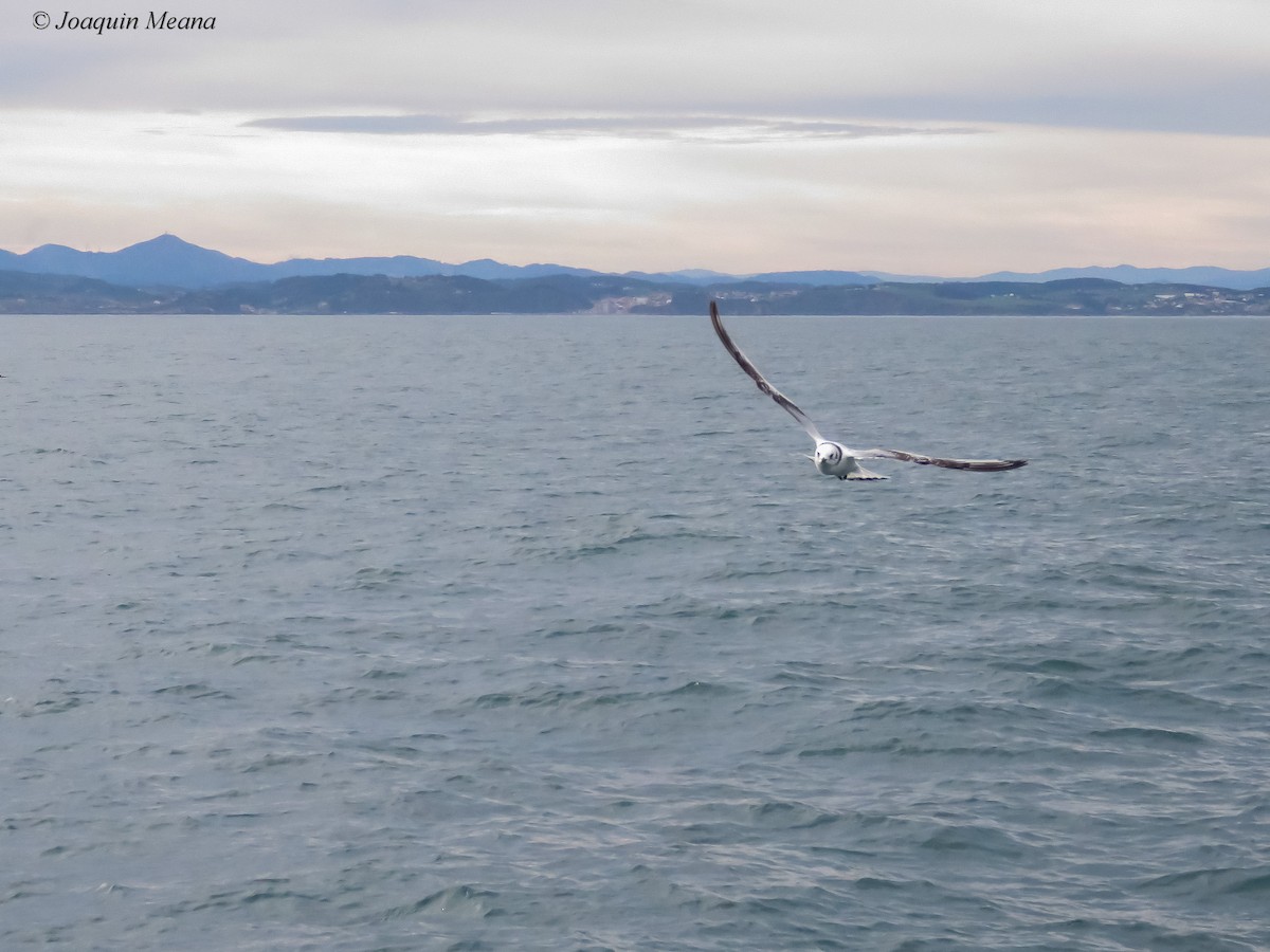 Kara Ayaklı Martı - ML644796391