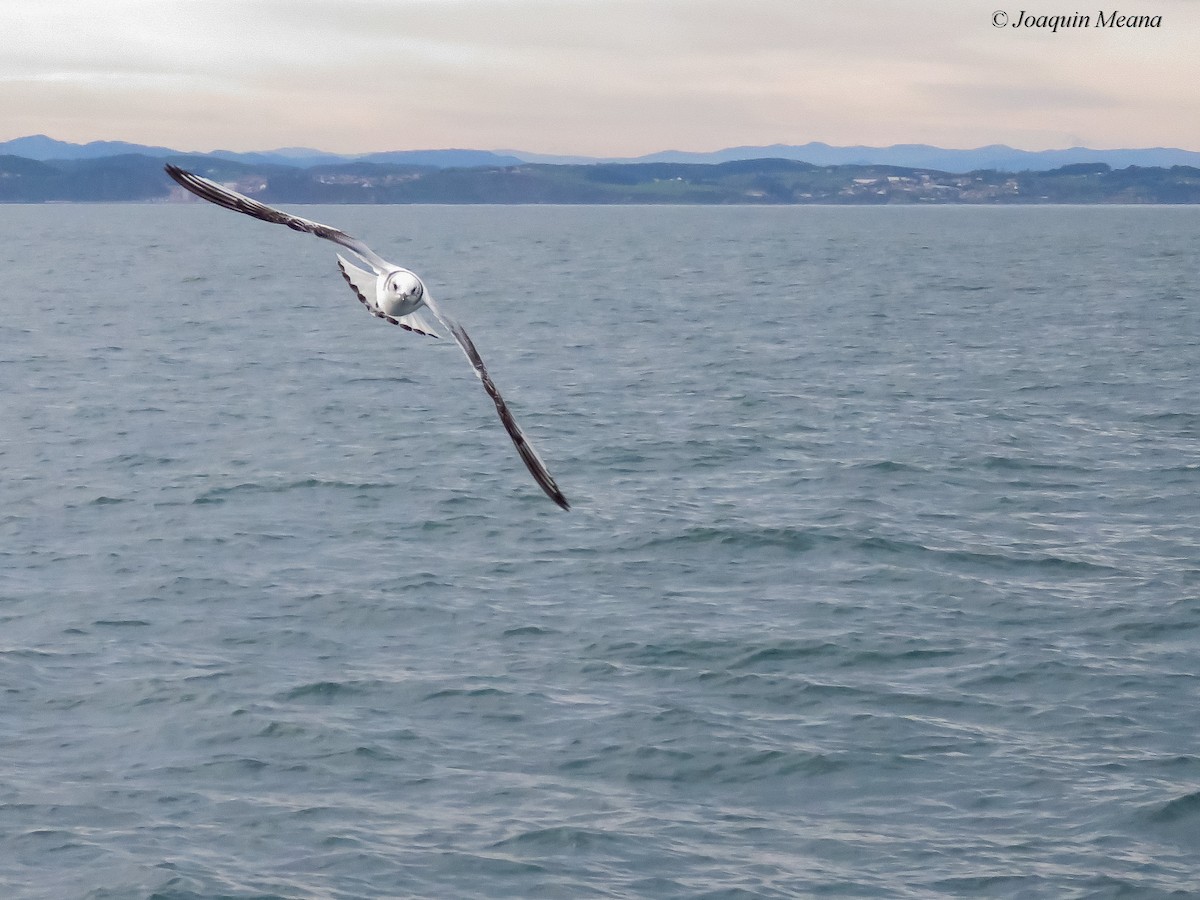 Kara Ayaklı Martı - ML644796392