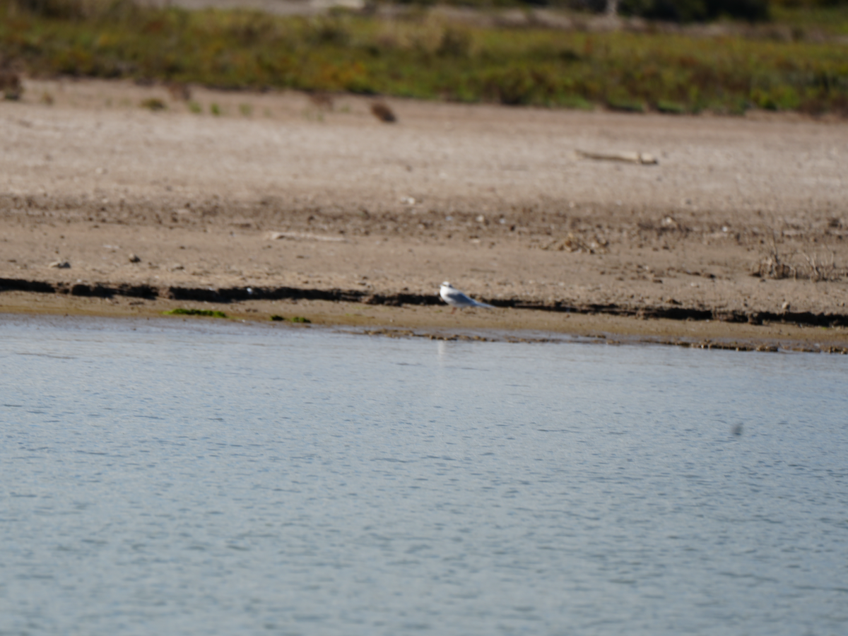 Forster's Tern - ML644796405