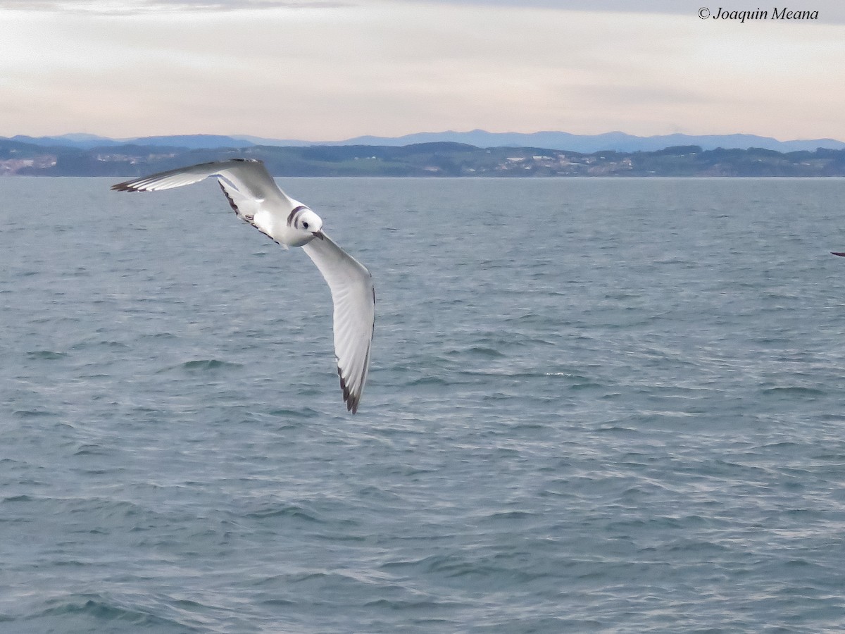 Kara Ayaklı Martı - ML644796413