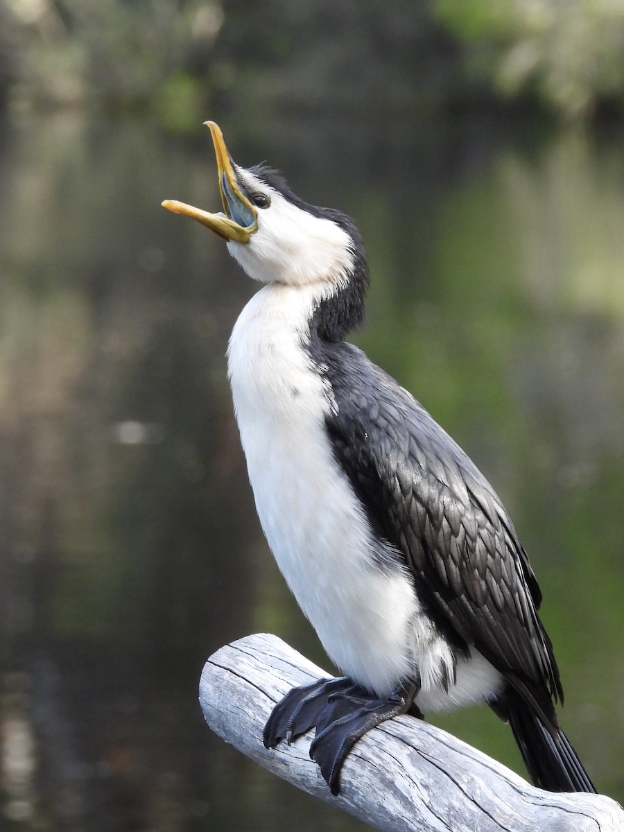 Little Pied Cormorant - ML644796421