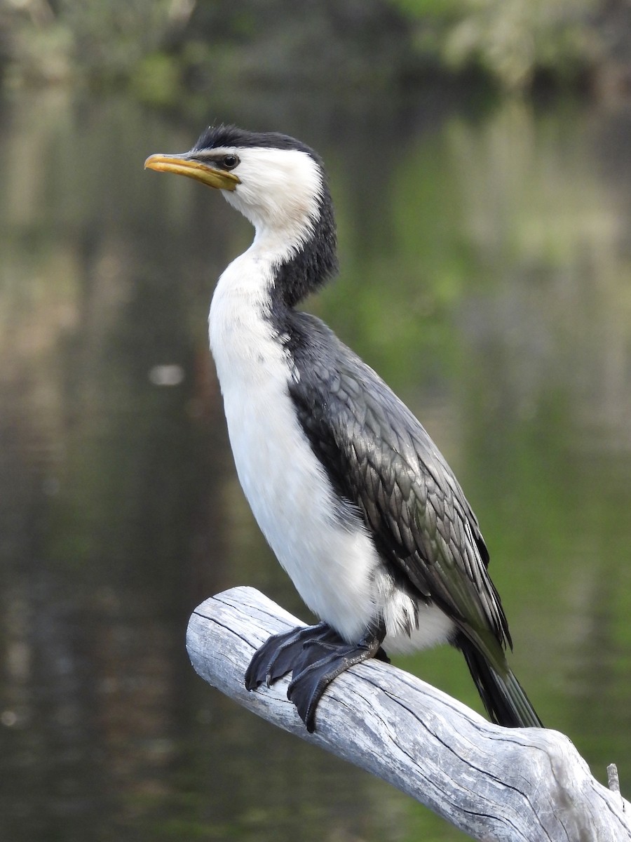 Little Pied Cormorant - ML644796422