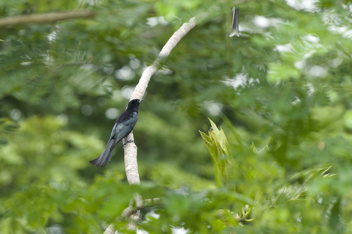 Hair-crested Drongo (Hair-crested) - ML644796423
