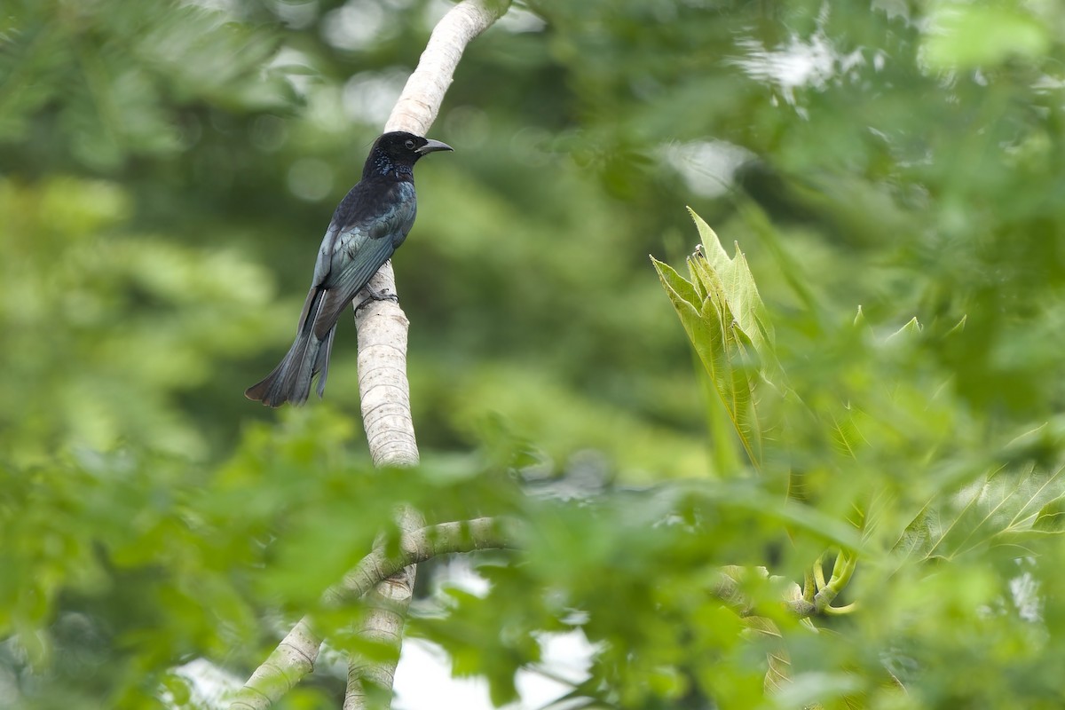 Hair-crested Drongo (Hair-crested) - ML644796424