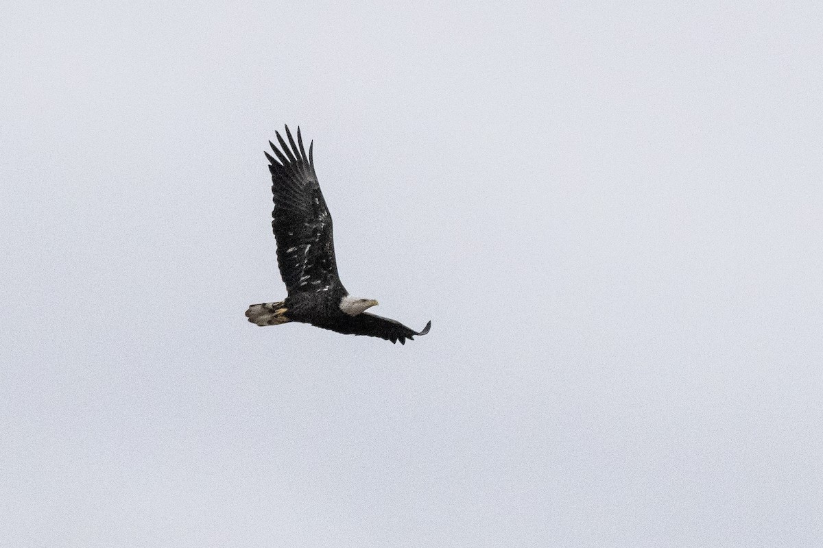 Itsas arrano buruzuria - ML644796425