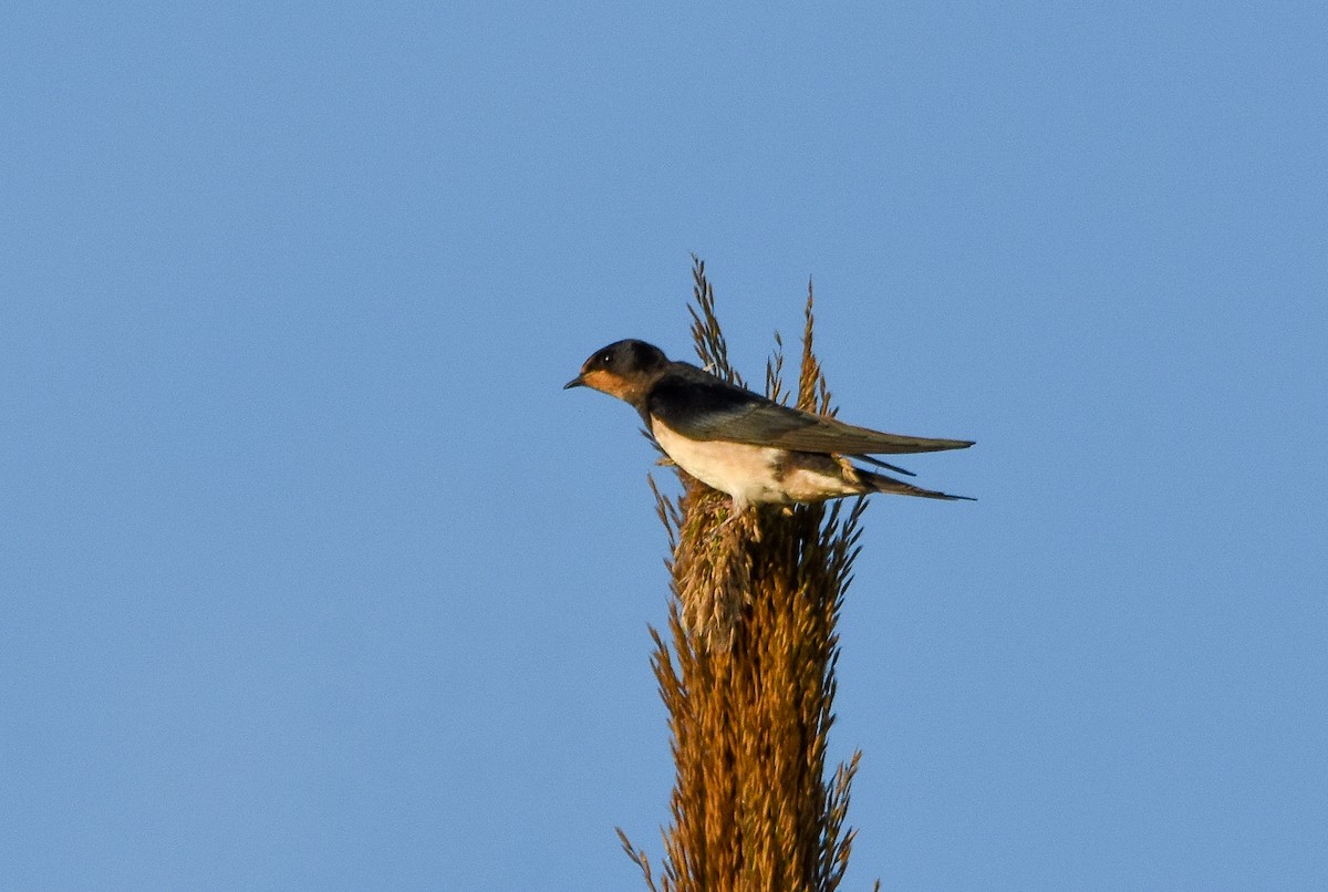 Enara arrunta - ML644796430