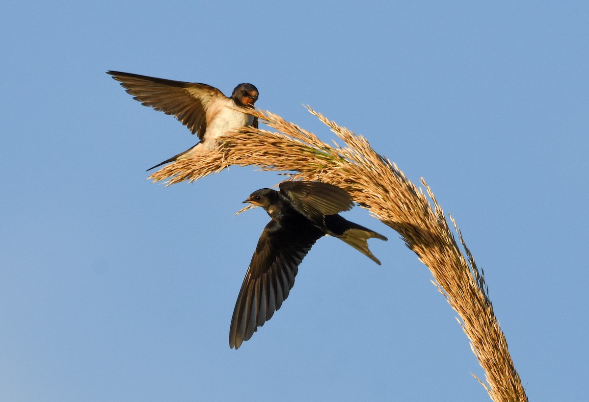 Enara arrunta - ML644796431