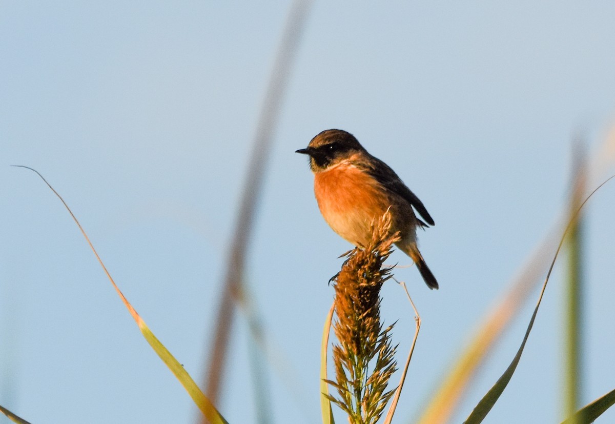 Pitxartxar burubeltza - ML644796432