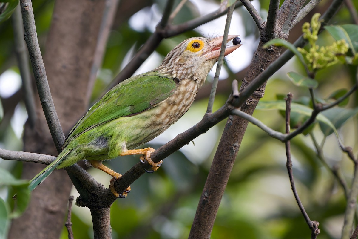 Lineated Barbet - ML644796437