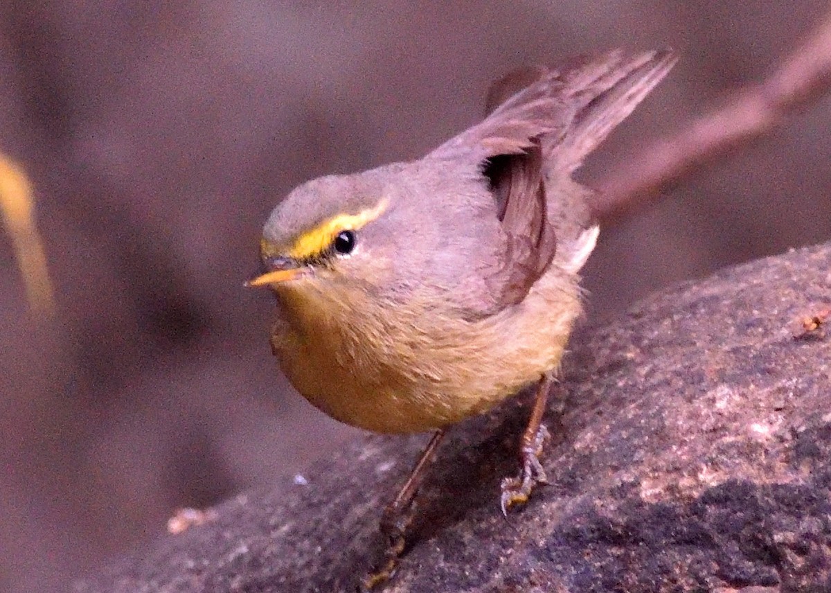 Txio pamirtarra - ML644796439