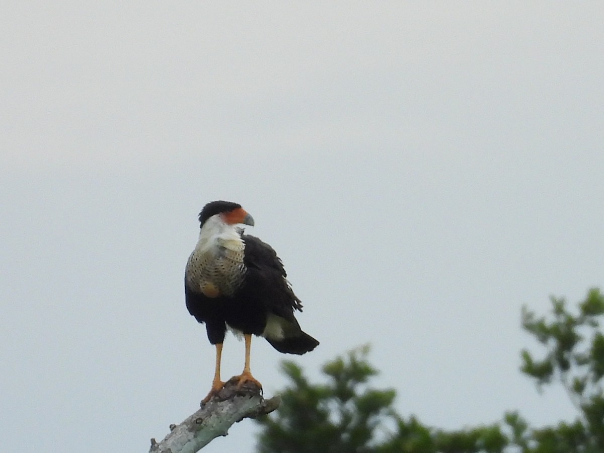 Crested Caracara - ML644796440