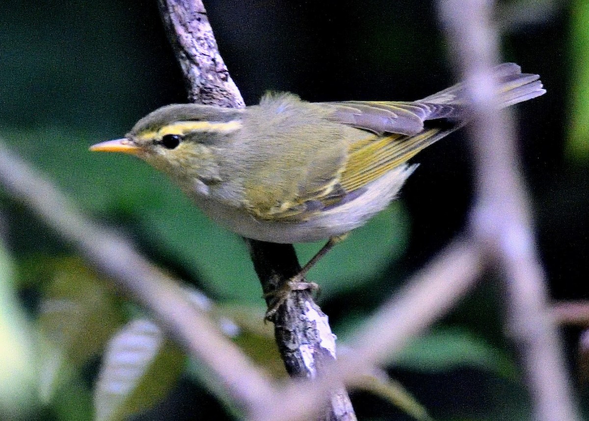 Txio pamirtarra - ML644796441