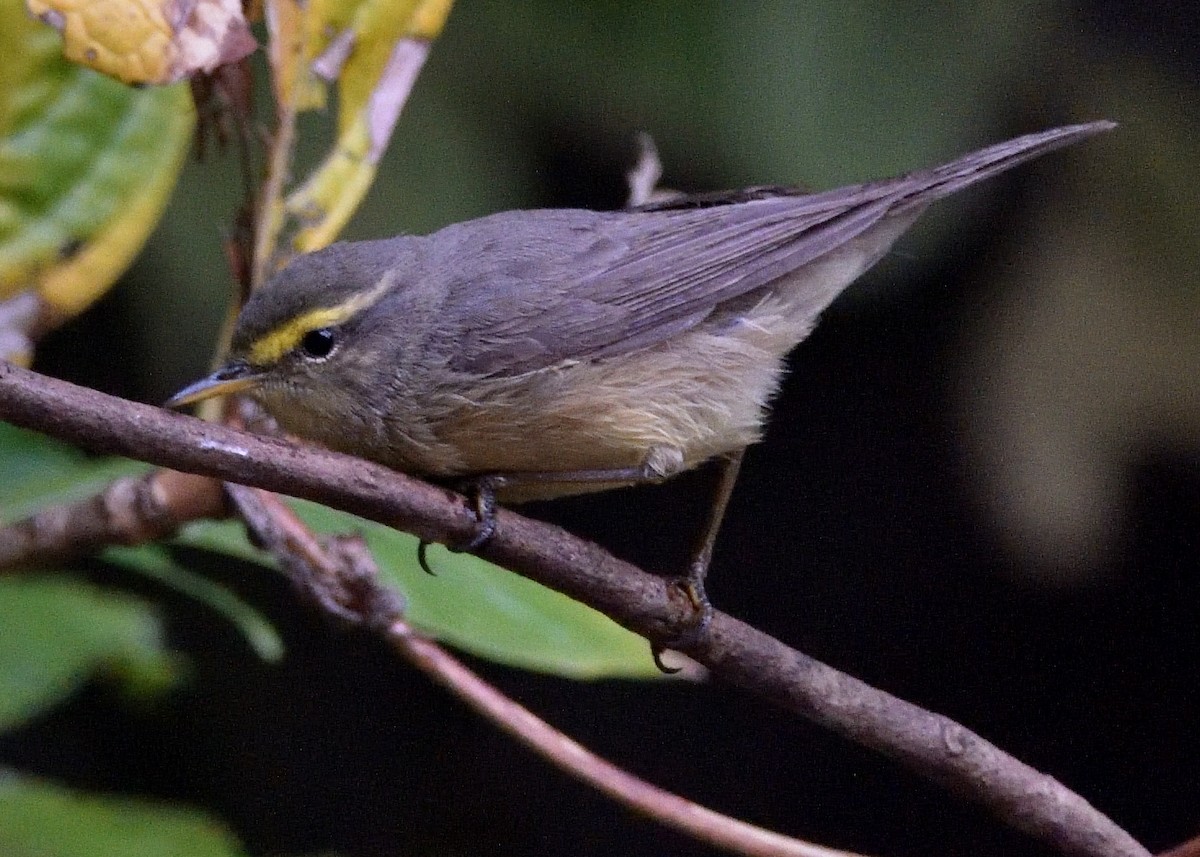 Txio pamirtarra - ML644796442