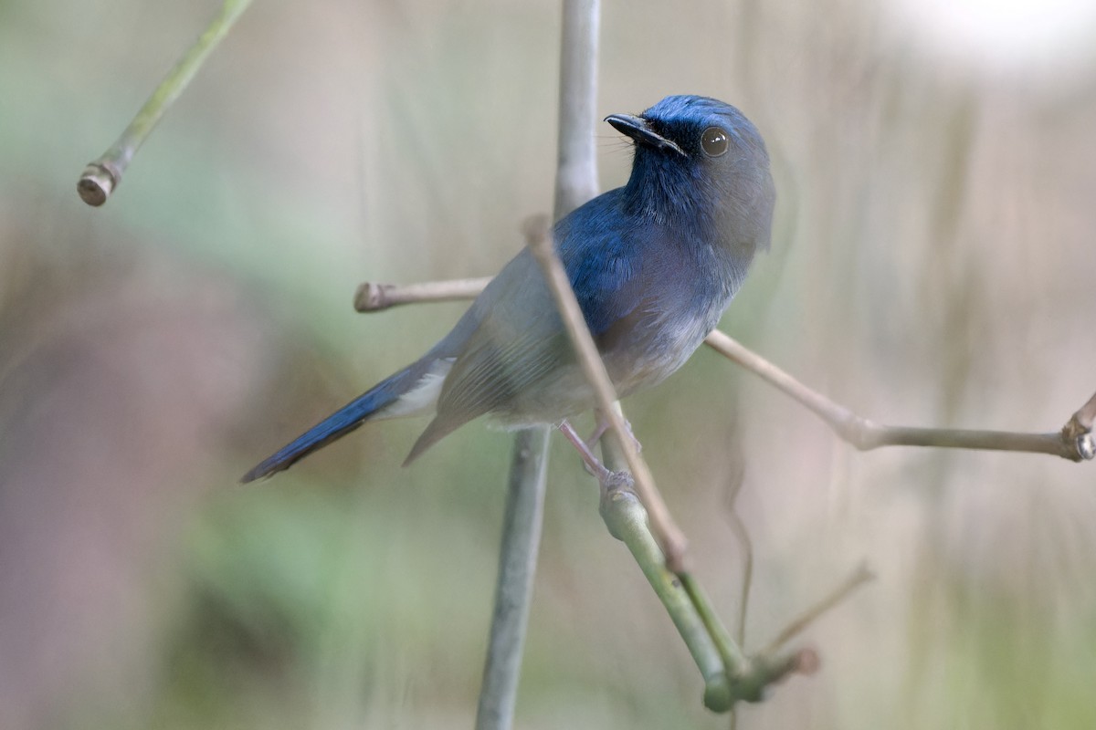 Hainan Blue Flycatcher (Blue-breasted) - ML644796443