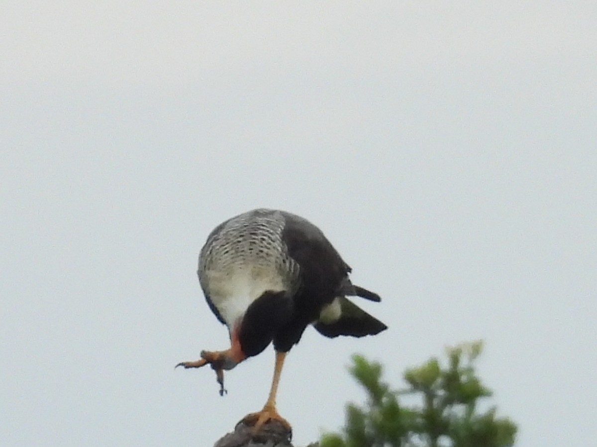 Crested Caracara - ML644796446