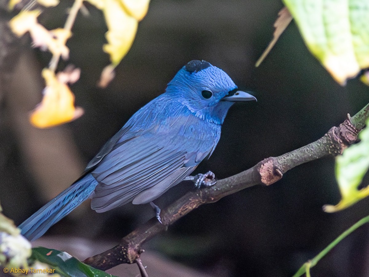 Black-naped Monarch - ML644796448