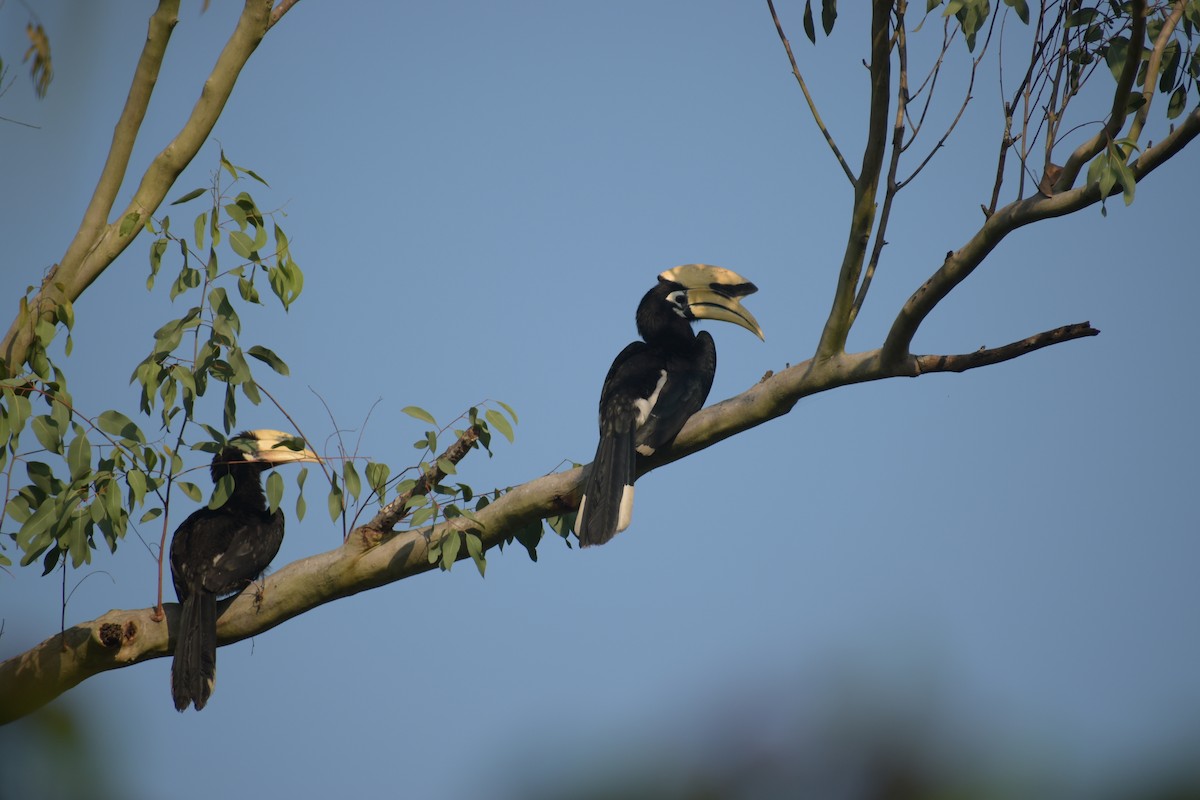 Oriental Pied-Hornbill - ML644796450