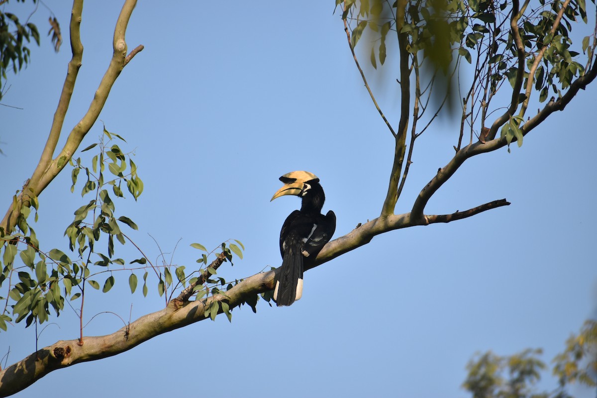 Oriental Pied-Hornbill - ML644796451