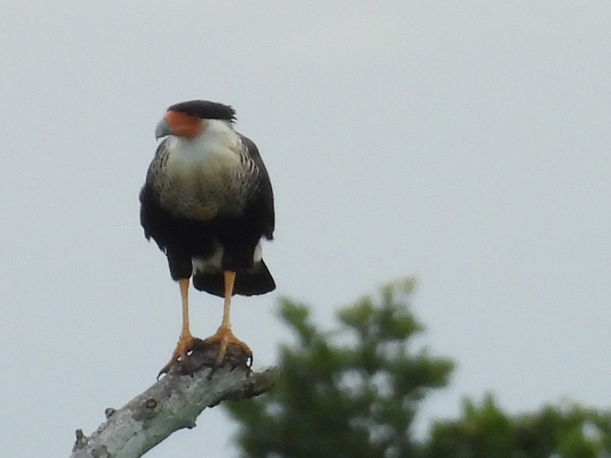 Crested Caracara - ML644796452