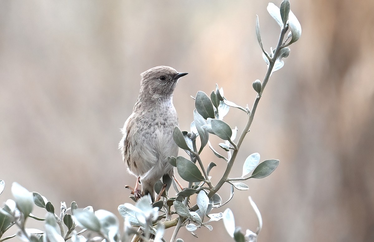 Tuntun mongoliarra - ML644796453