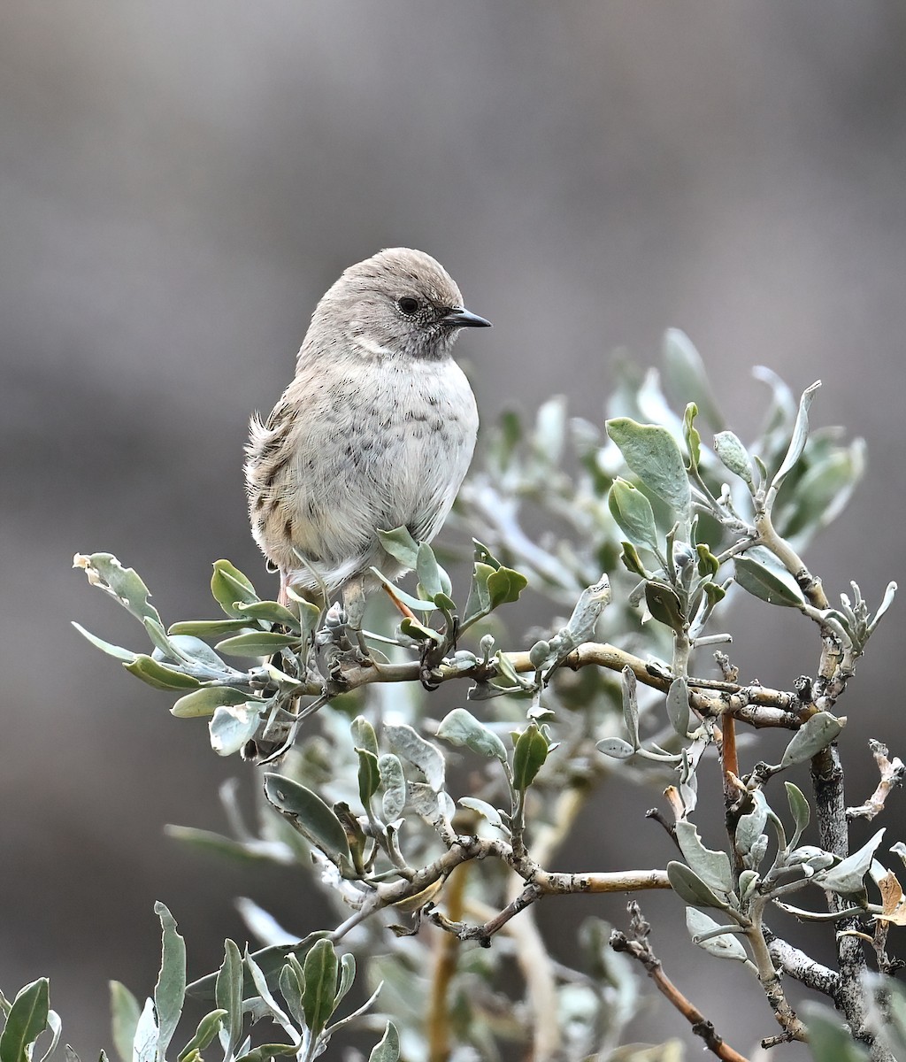 Tuntun mongoliarra - ML644796454