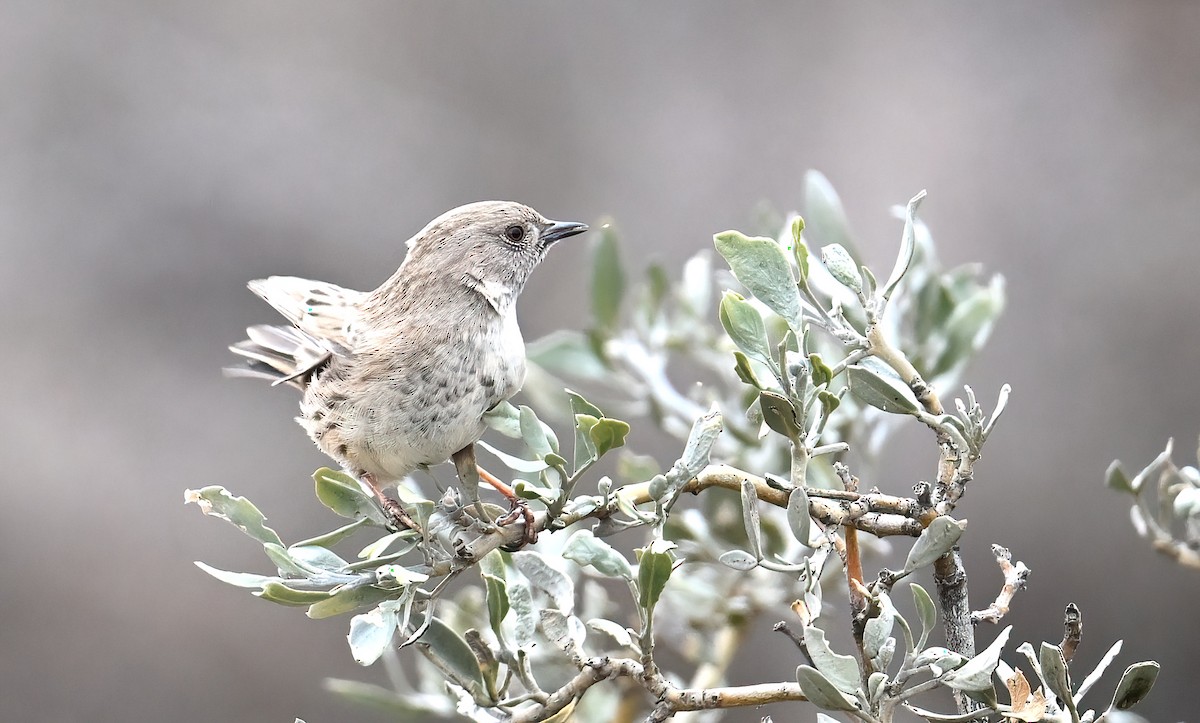 Tuntun mongoliarra - ML644796455