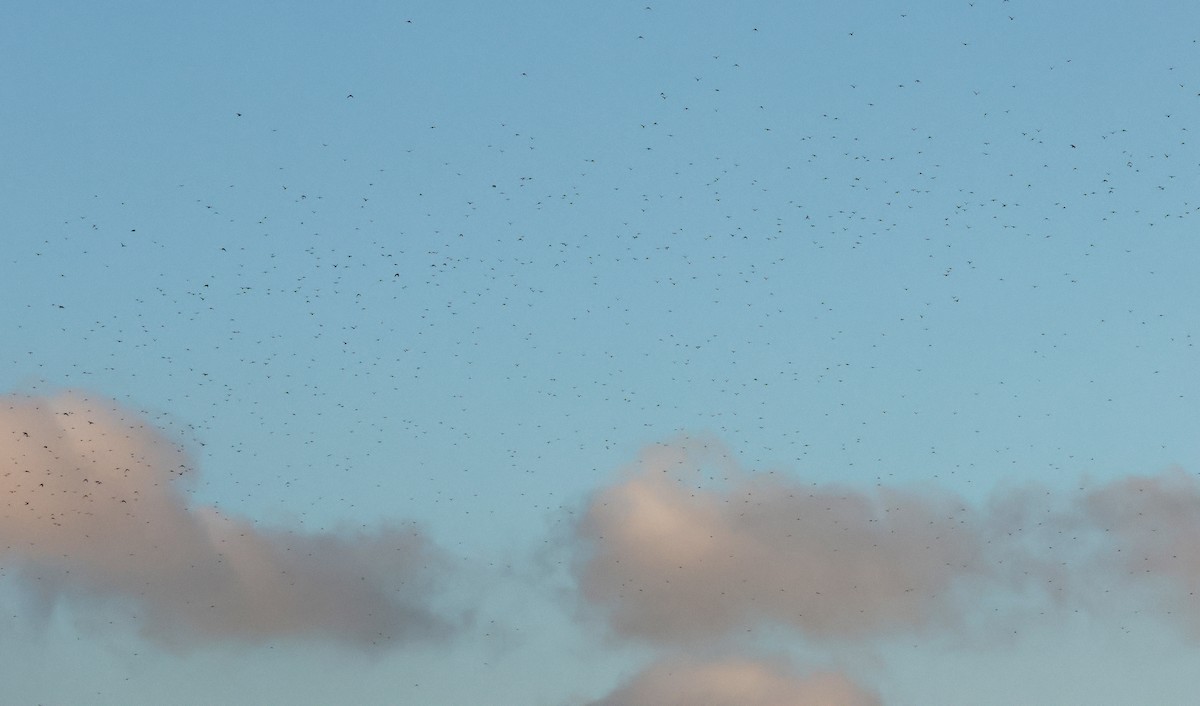 Pagausoa (palumbus) - ML644796456