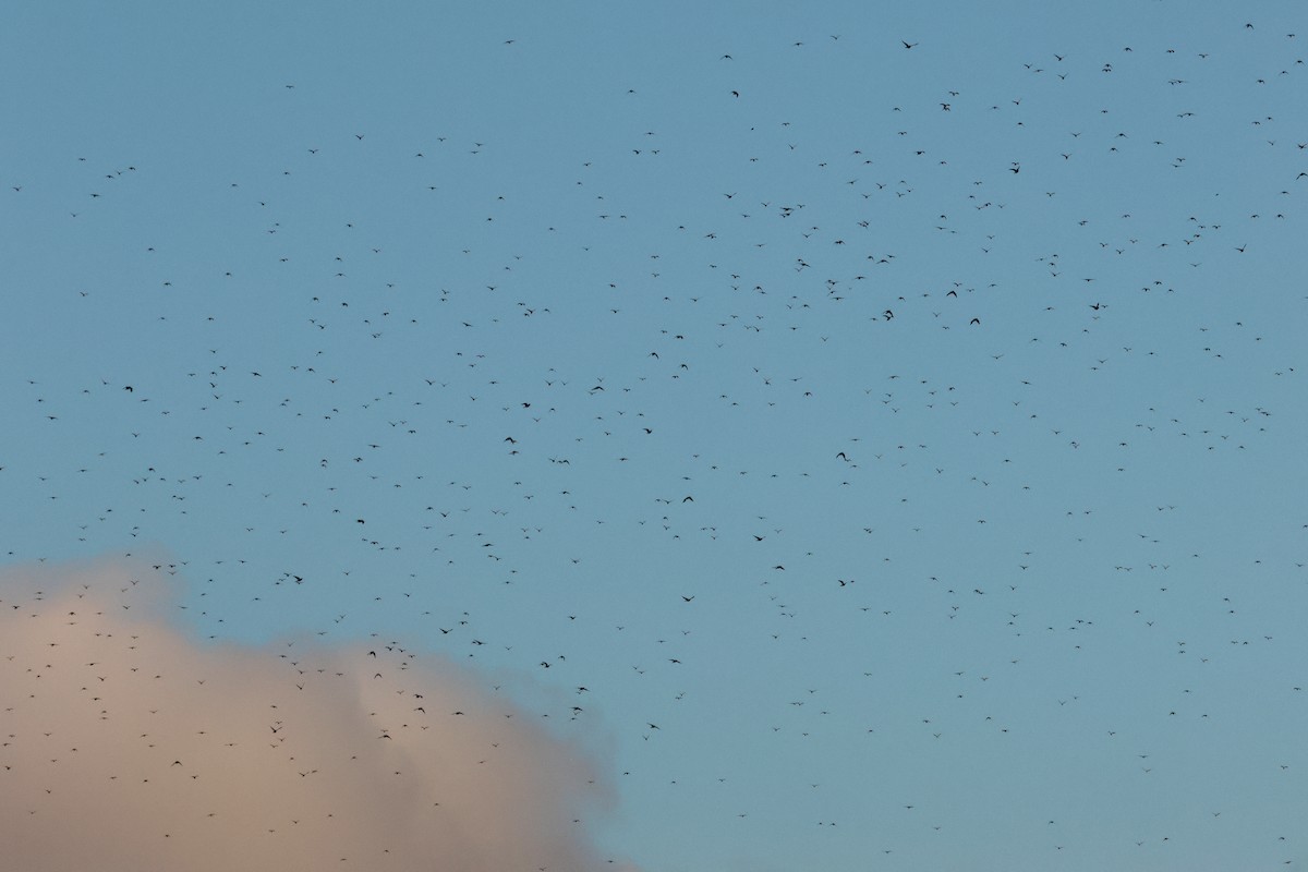 Common Wood-Pigeon (White-necked) - ML644796457