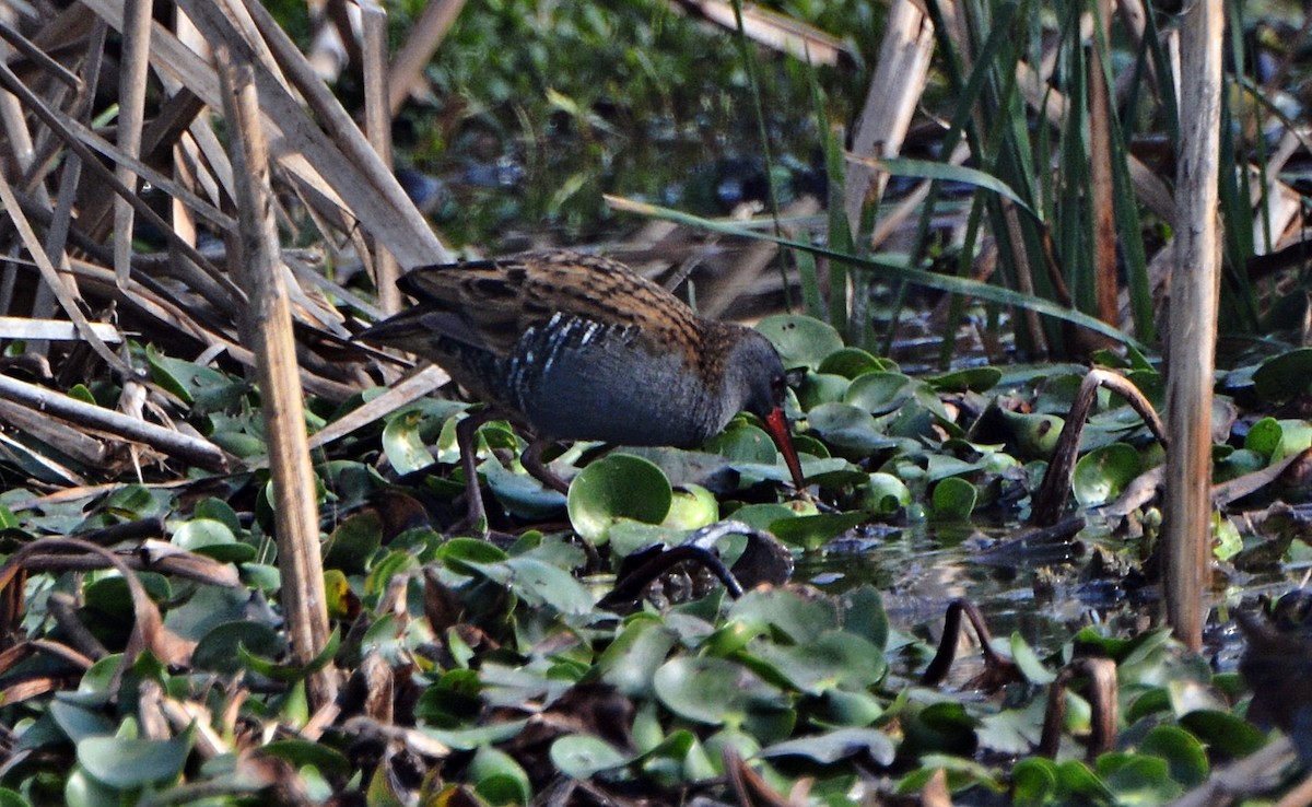 Water Rail - ML644796462