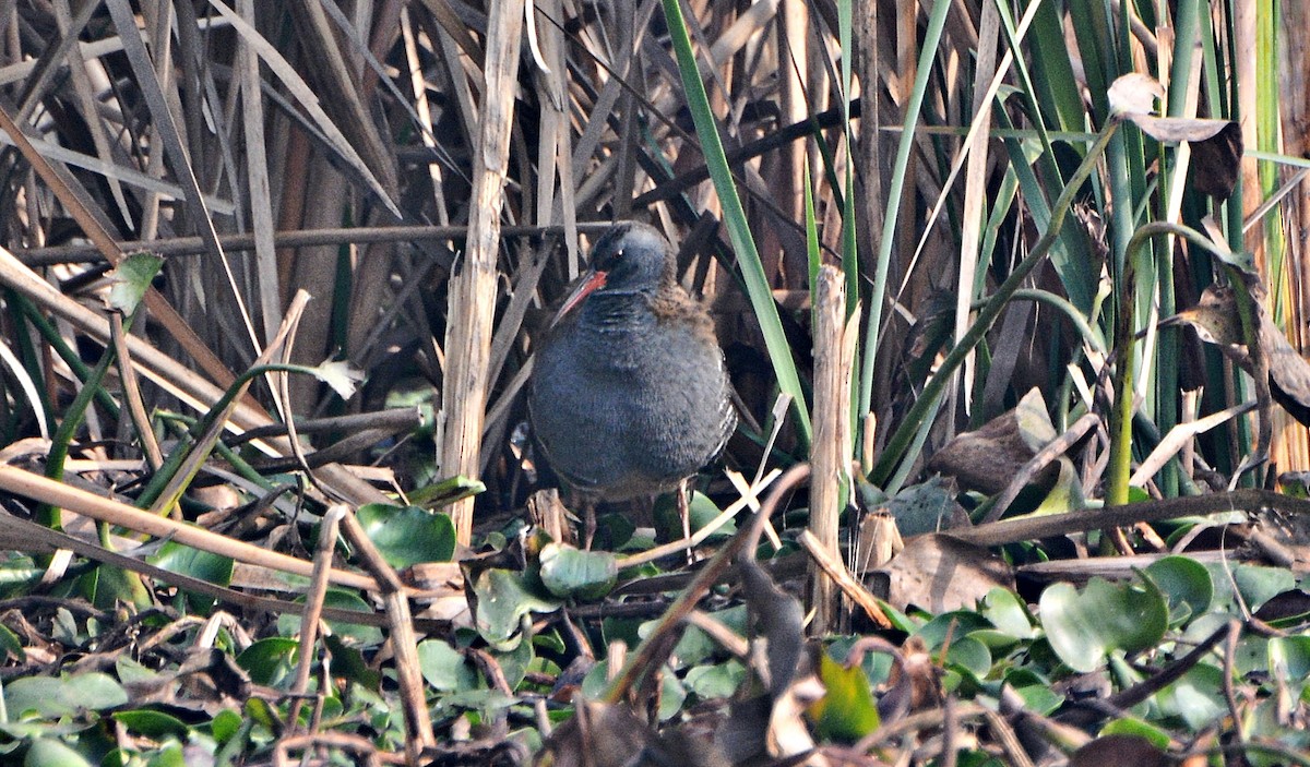 Water Rail - ML644796467
