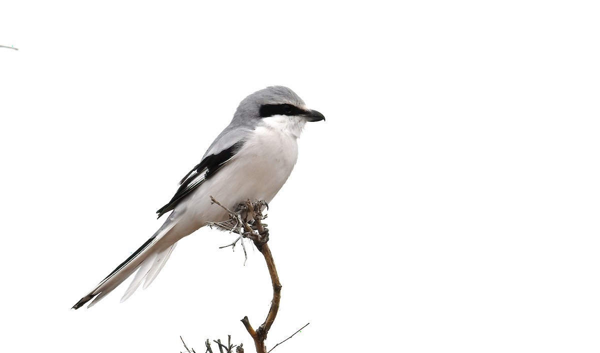Chinese Gray Shrike - ML644796468