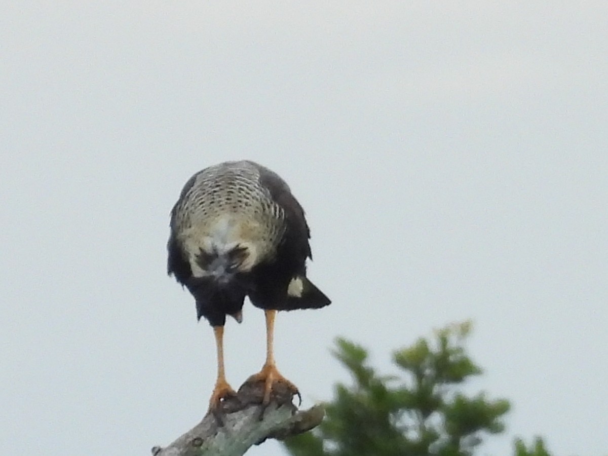 Crested Caracara - ML644796471