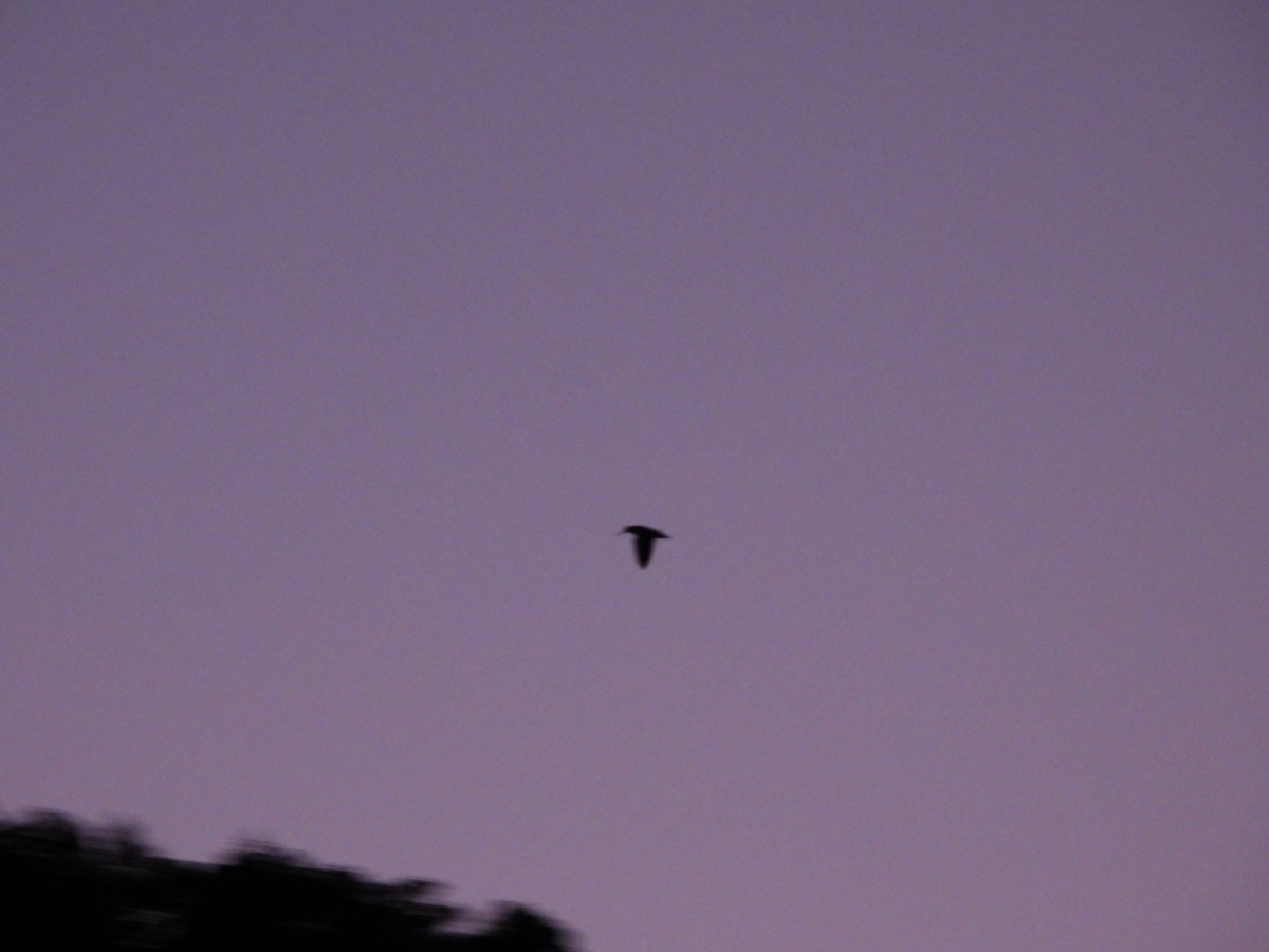 Eurasian Woodcock - ML644796476