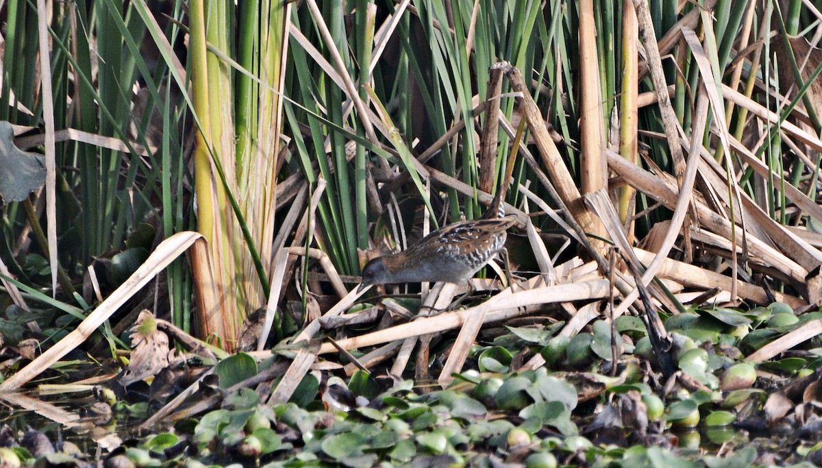 Baillon's Crake - ML644796480
