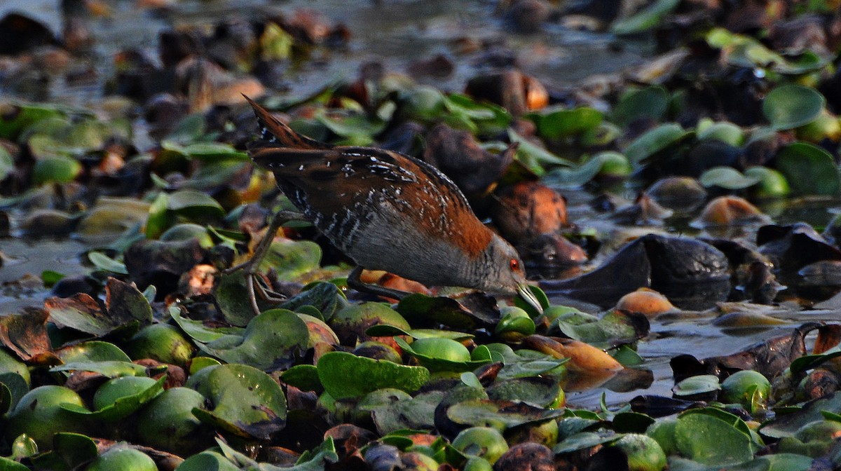 Baillon's Crake - ML644796481
