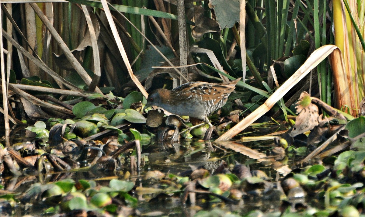Baillon's Crake - ML644796482