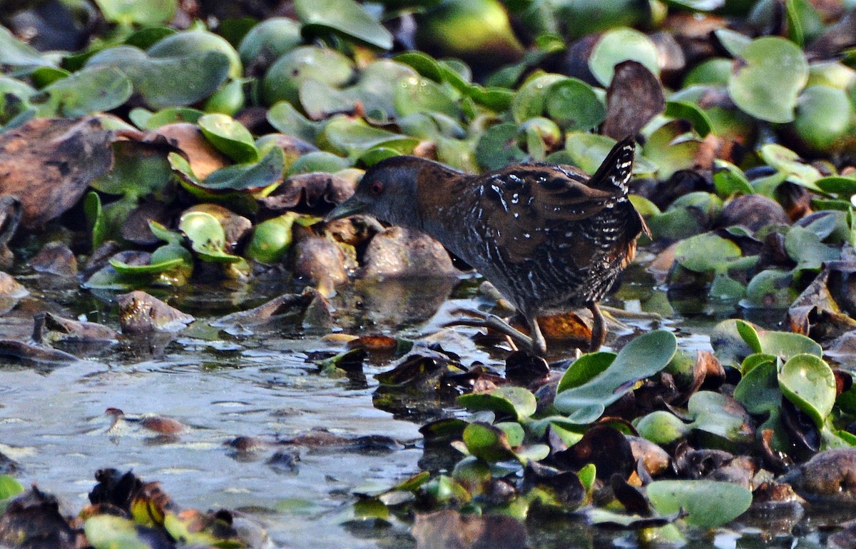 Baillon's Crake - ML644796485
