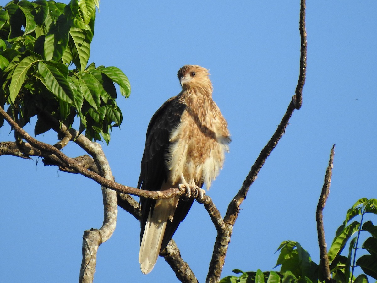 Milano Silbador - ML644796490